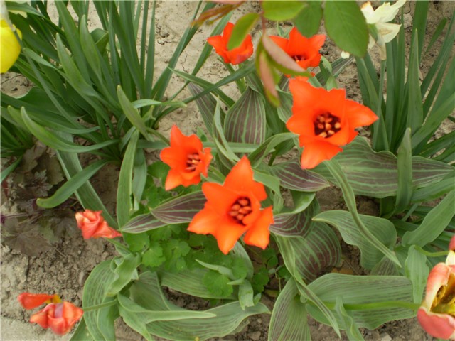 tulipan